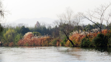 杭州西溪湿地冬天