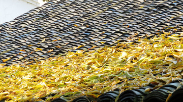 瓦片屋顶黄叶
