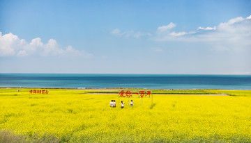 青海湖油菜花