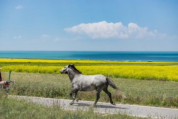 青海湖风光