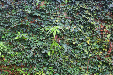 绿叶花草背景墙