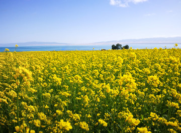 青海湖油菜花