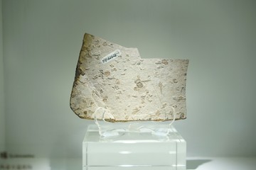 中侏罗纪切锯蜂化石
