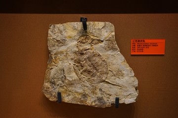 早白垩纪辽西满洲龟化石