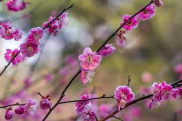 梅花