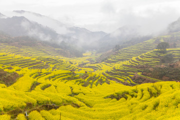 婺源油菜花