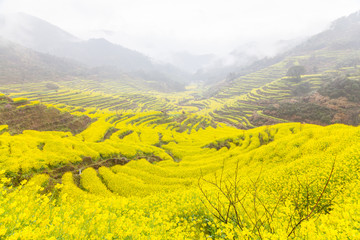 婺源油菜花