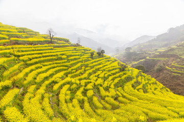 婺源油菜花