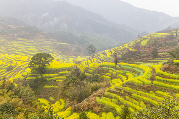 篁岭油菜花