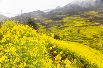 婺源油菜花