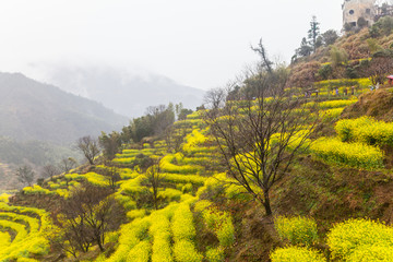 篁岭油菜花