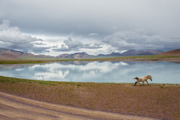 中国西藏高山原野河流马