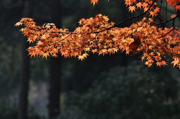 秋天红叶