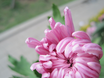 菊花特写