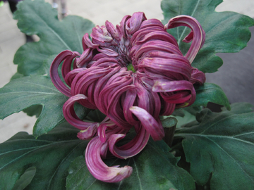 菊花特寫