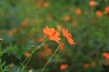 硫华菊