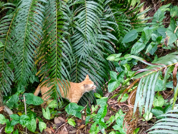 流浪猫