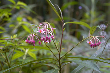 紫金牛花