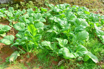 农家菜地种植的大白菜