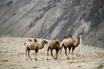 高原骆驼