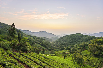 台湾高山茶园
