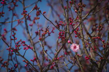 桃花特写