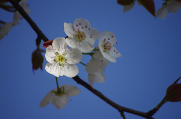 梨花盛开