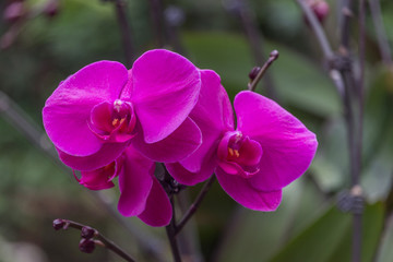 紫红色的蝴蝶兰