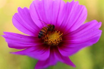 波斯菊蜜蜂微距