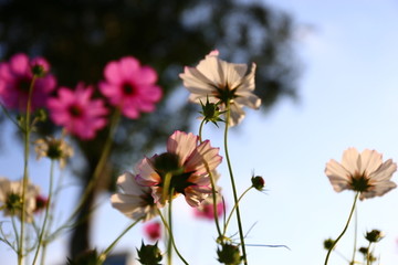 仰视波斯菊