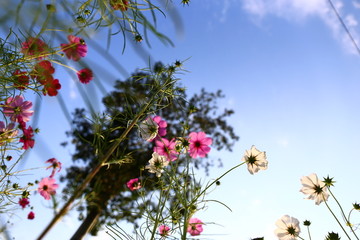 蓝天波斯菊