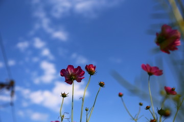 蓝天波斯菊