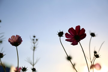 天空波斯菊仰视