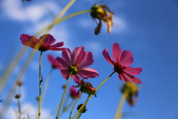 蓝天波斯菊