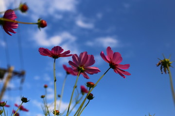 蓝天波斯菊