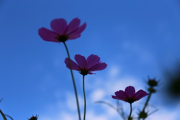 天空波斯菊