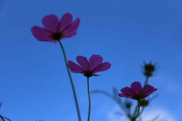 天空波斯菊