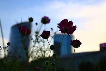 天空波斯菊