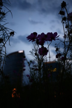 昏暗天空乌云鲜花