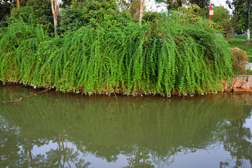 水边迎春花