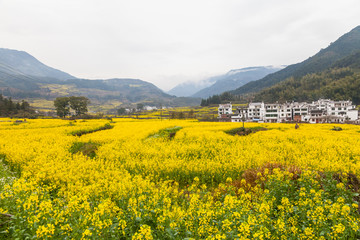 婺源油菜花