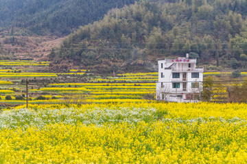 婺源油菜花