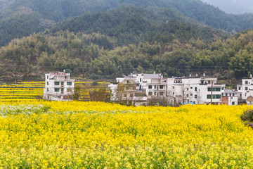 婺源油菜花