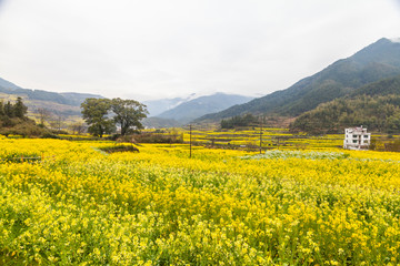 婺源油菜花