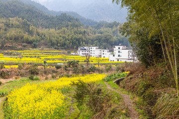 婺源油菜花