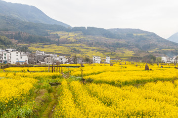 婺源油菜花