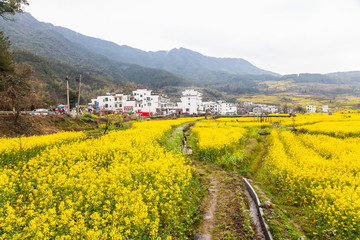 婺源油菜花