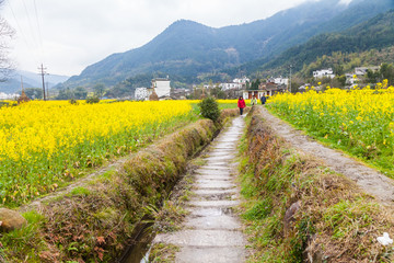 婺源油菜花