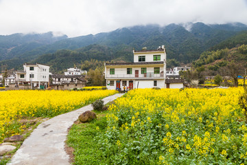 婺源油菜花