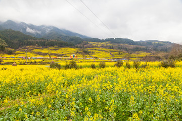 婺源油菜花